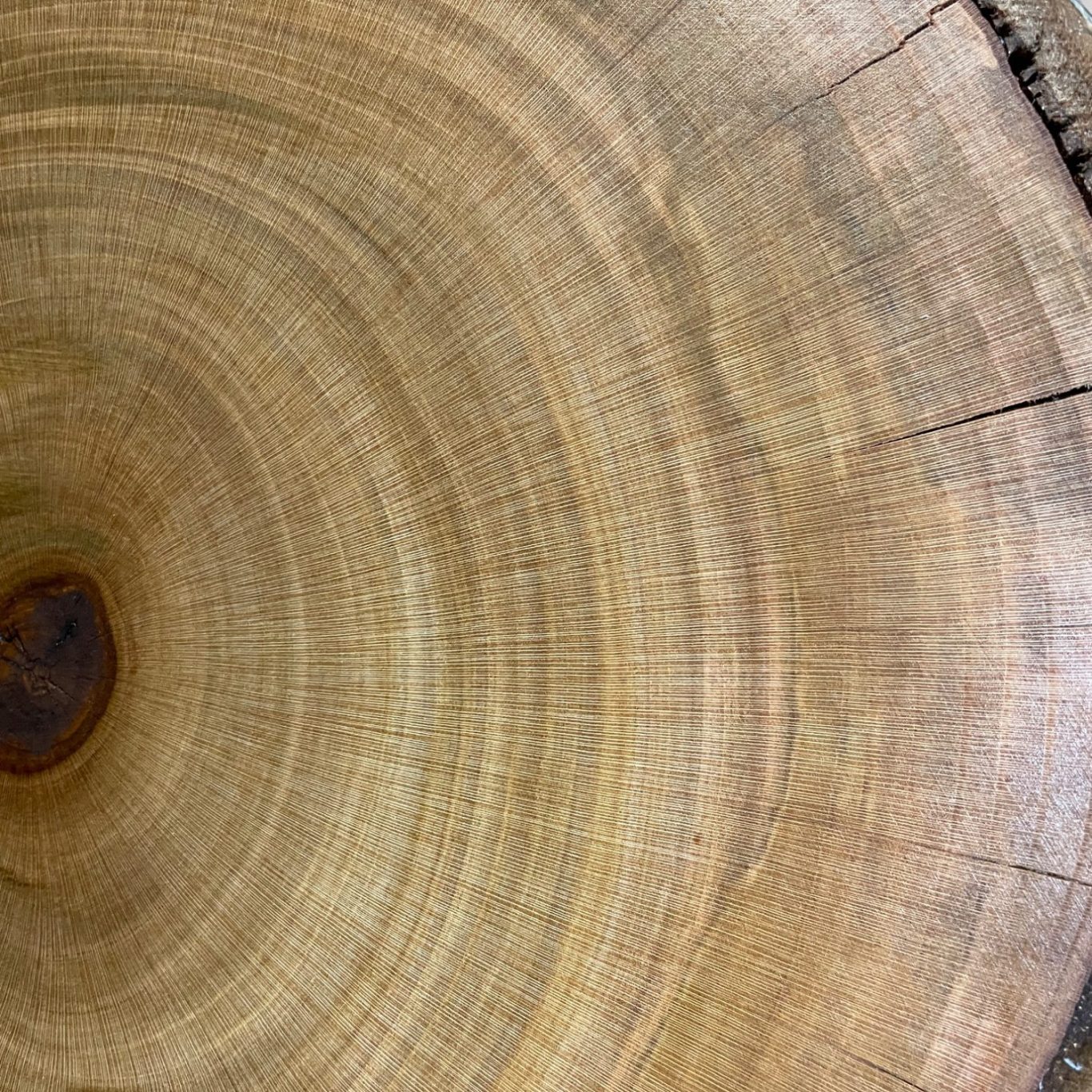 Baumscheibe Kirsche Querschnitt eines Baumstamms mit klaren Jahresringen und natürlicher Holzmaserung.